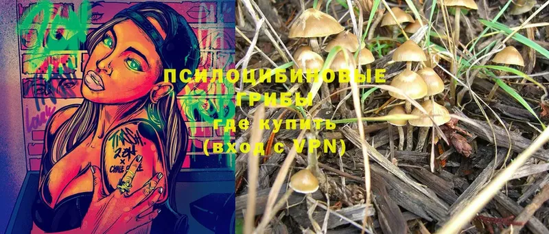 Галлюциногенные грибы Psilocybine cubensis  Светлоград 